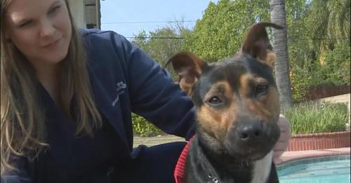 Tense moments as nurse helps rescue dog dodging traffic on freeway