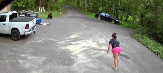 Minnesota woman calls smart dog a hero for chasing bear ‘that lunged’ at her
