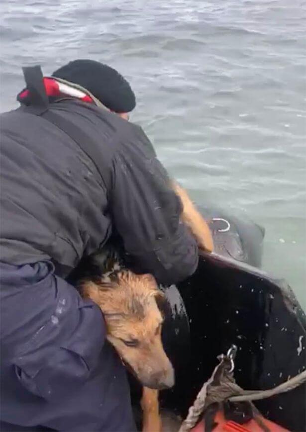 Navy officers rescue exhausted dog from sea