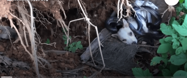 Rescuers save puppy from being suffocated by black snakes
