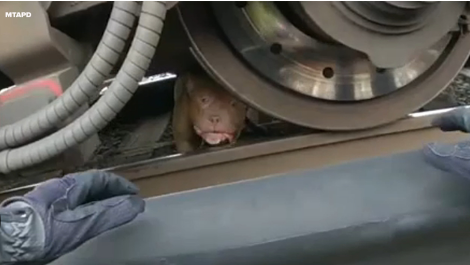 MTA police officers rescued scared pooch from underneath train tracks in New York