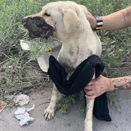 dog-shot-in-face-texas-1