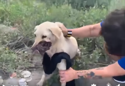 Dog shot in face Texas