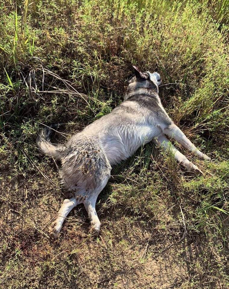 Husky on her way to emergency vet hospital after woman witnessed two men shooting dog in head