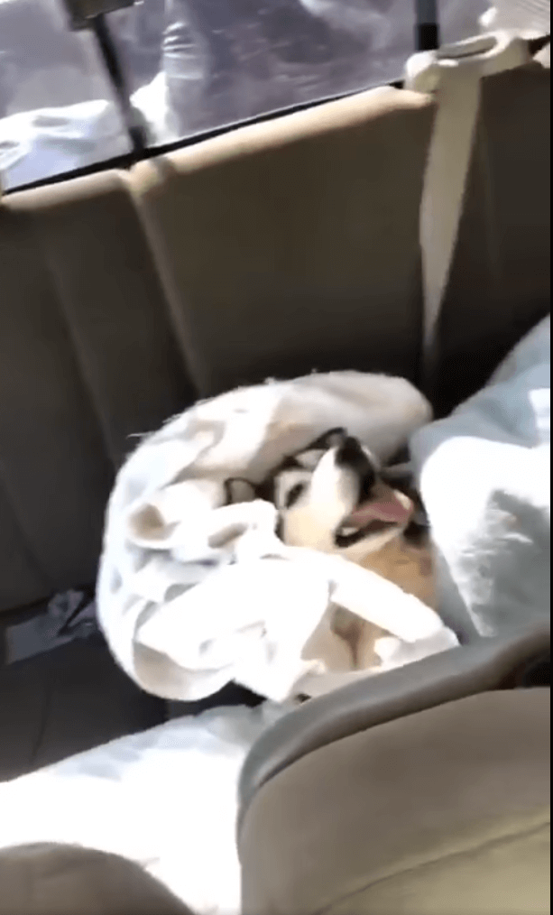 dog-shot-in-head-thursday2