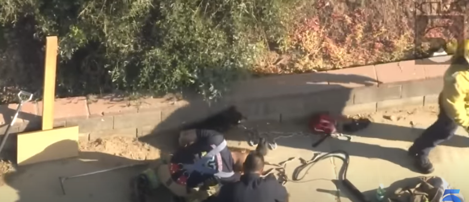 dog-stuck-in-drain-la1