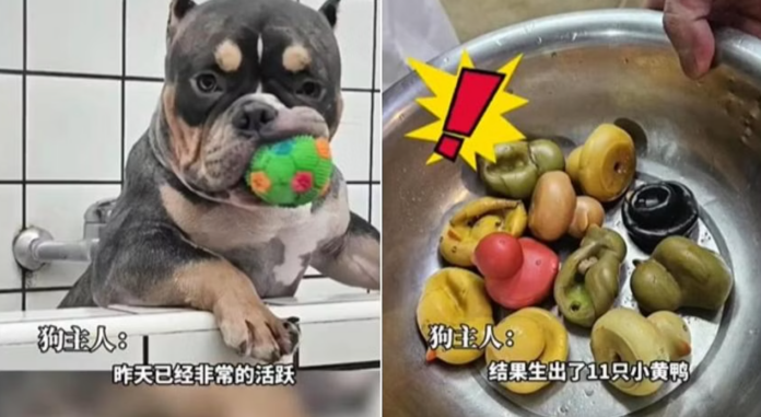 Dog swallowed 11 duckies