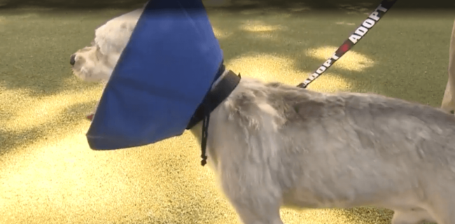 Dog swallows mask 1