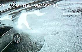 dog-thrown-across-parking-lot