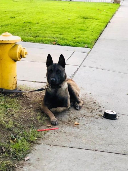 Gorgeous Belgian Malinois left tied to fire hydrant