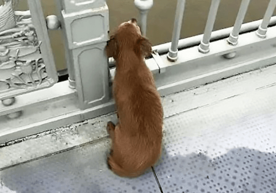 Dog waits on bridge 2