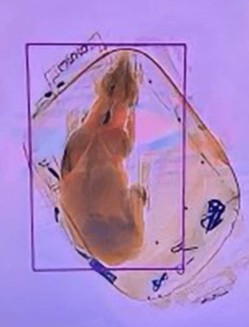 Dog zipped in backpack at Wisconsin airport sent through X-ray machine