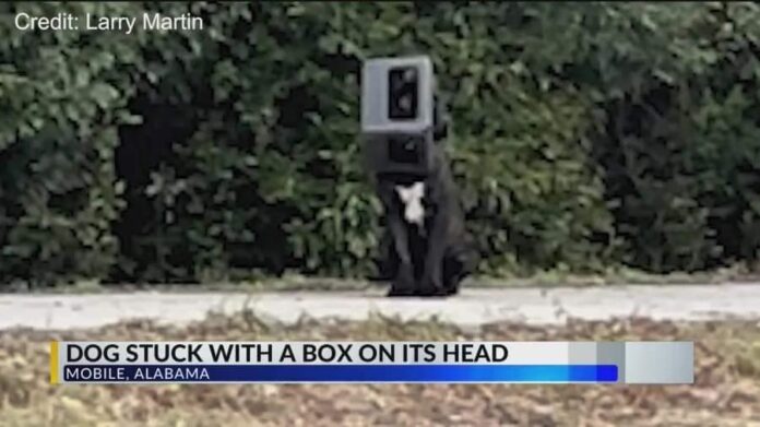 Stray dog who had a box over his head for nearly a year is free at last
