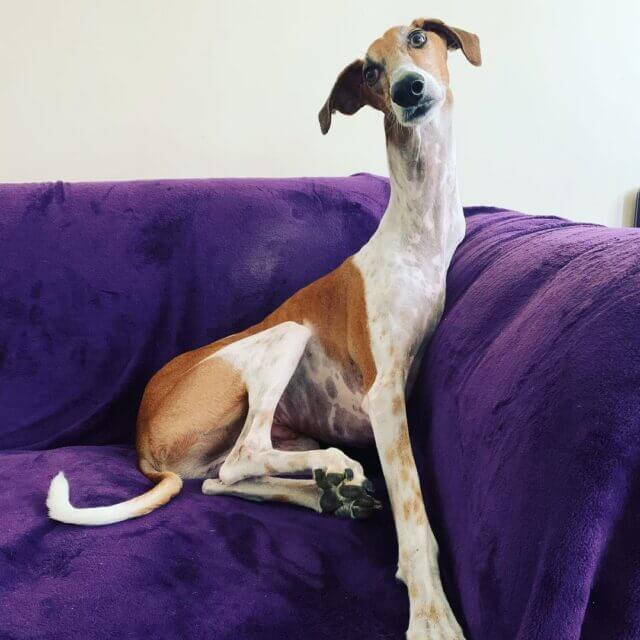 Dog with long neck1