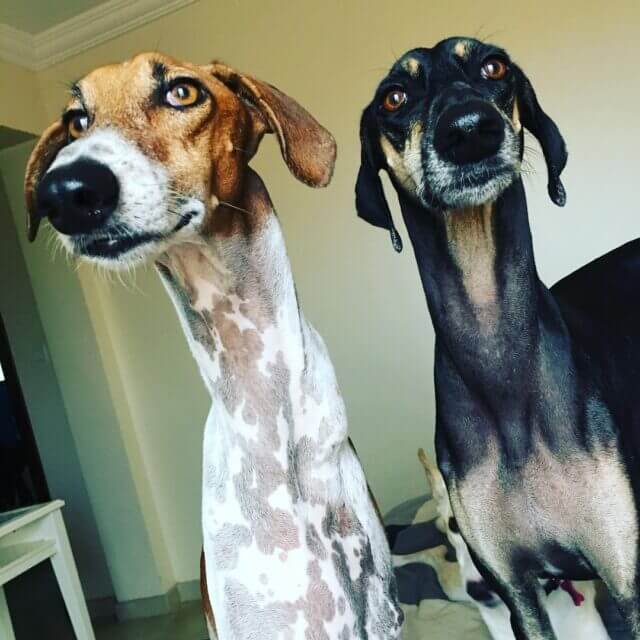 dog-with-long-neck2
