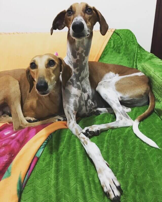 dog-with-long-neck3