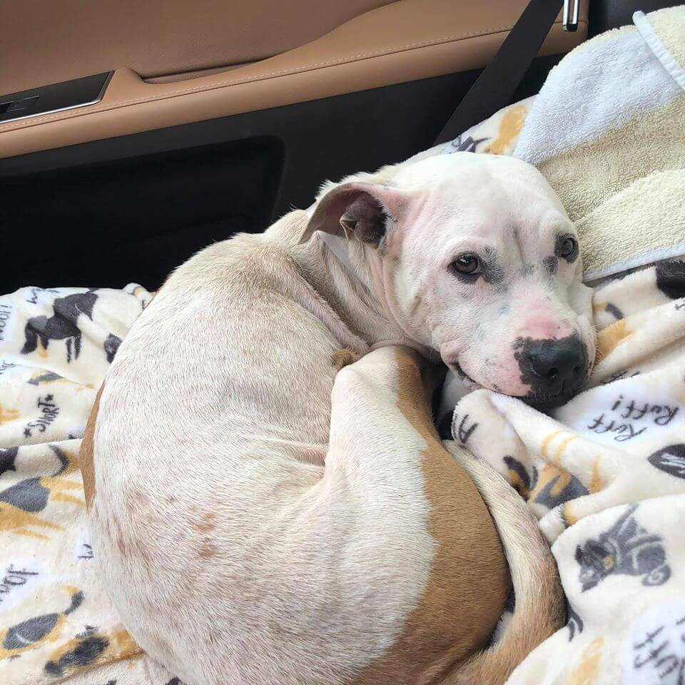 dog-with-no-front-legs-2