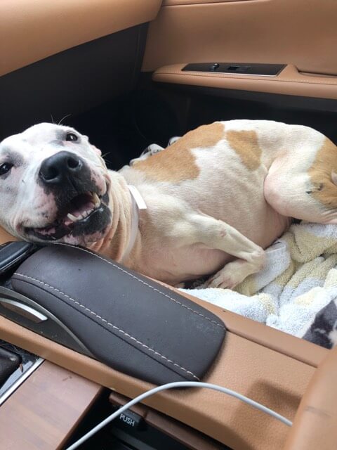 Update: Dog with birth defect of front legs takes her ‘freedom ride’