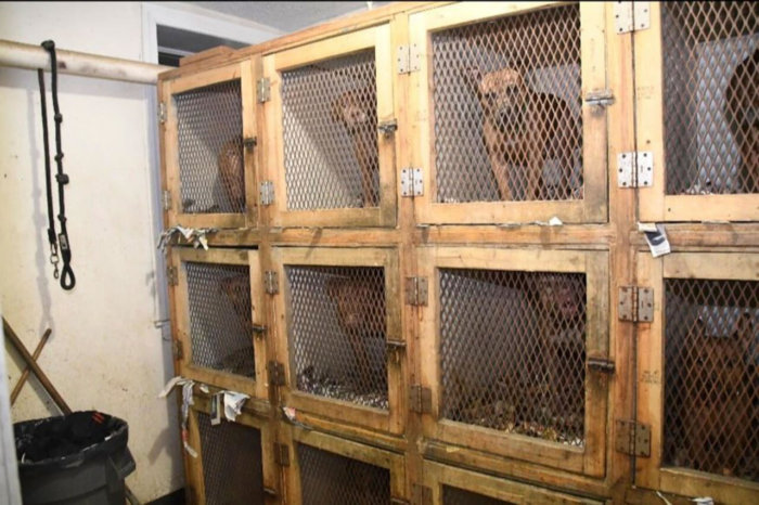 Man from Puerto Rico sentenced to 7 years in prison for dogfighting