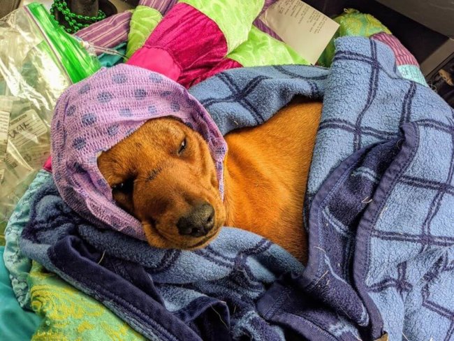 Puppy with multiple skull fractures found suffering in a dumpster