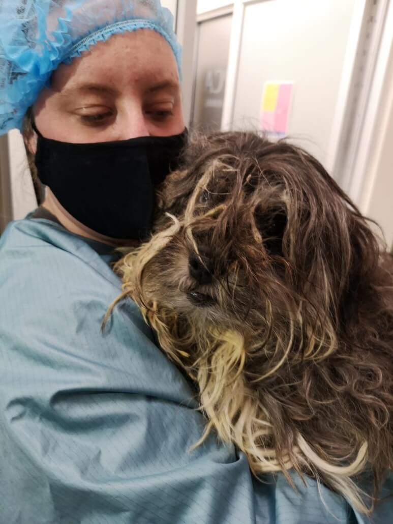 dogs-20-1-773x1030-1