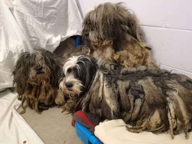 Owner thought he had 30 dogs to surrender but rescuers took in 119