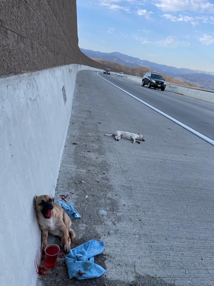 dogs-hit-on-highway