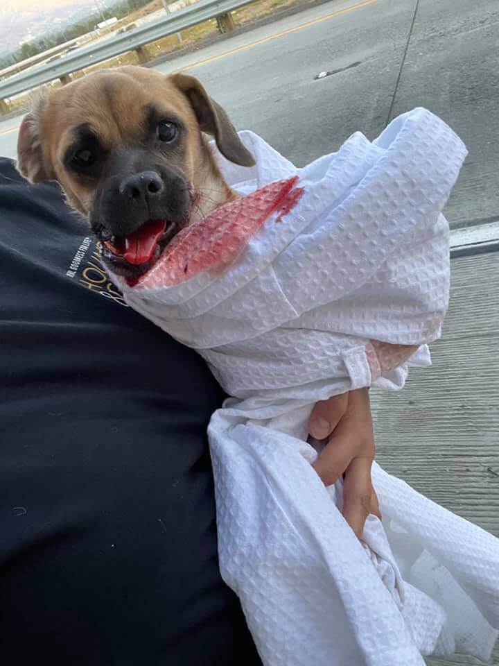 Three dogs dumped on California freeway: One dog died, one dog safe and one dog struck hard with critical injuries