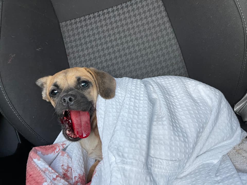 dogs-hit-on-highway2