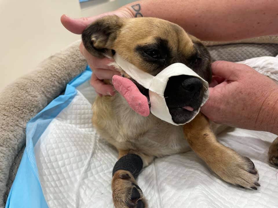 dogs-hit-on-highway3