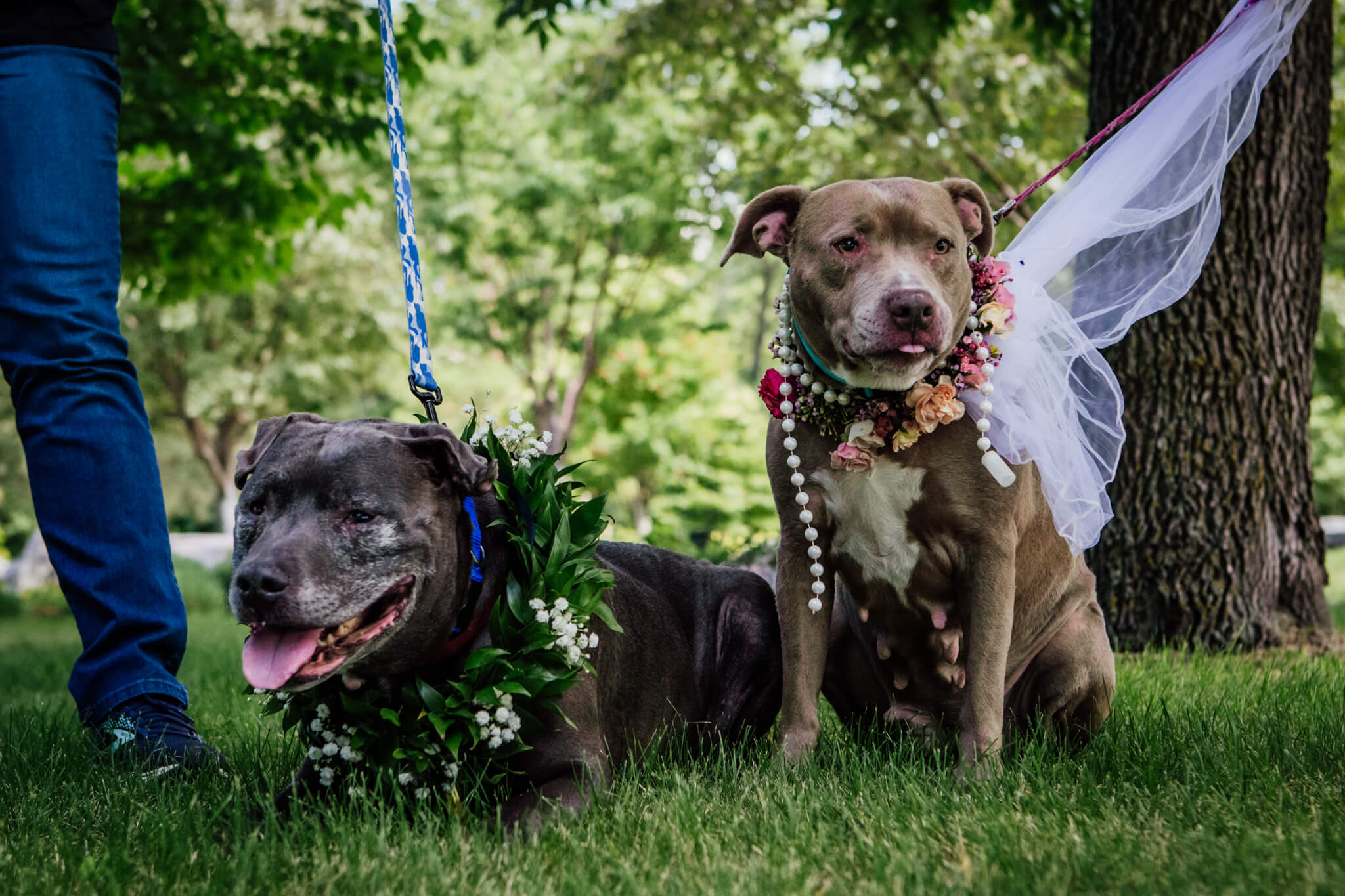 Shelter dogs marry in sweet ceremony including flowers and cake