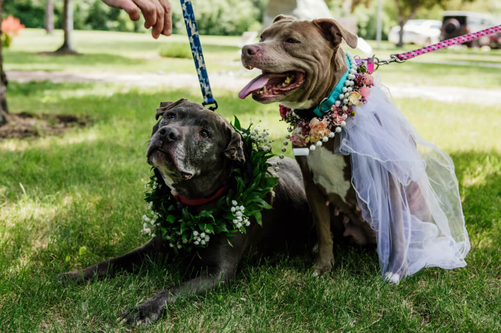 dogs-marry1-1030x686-1