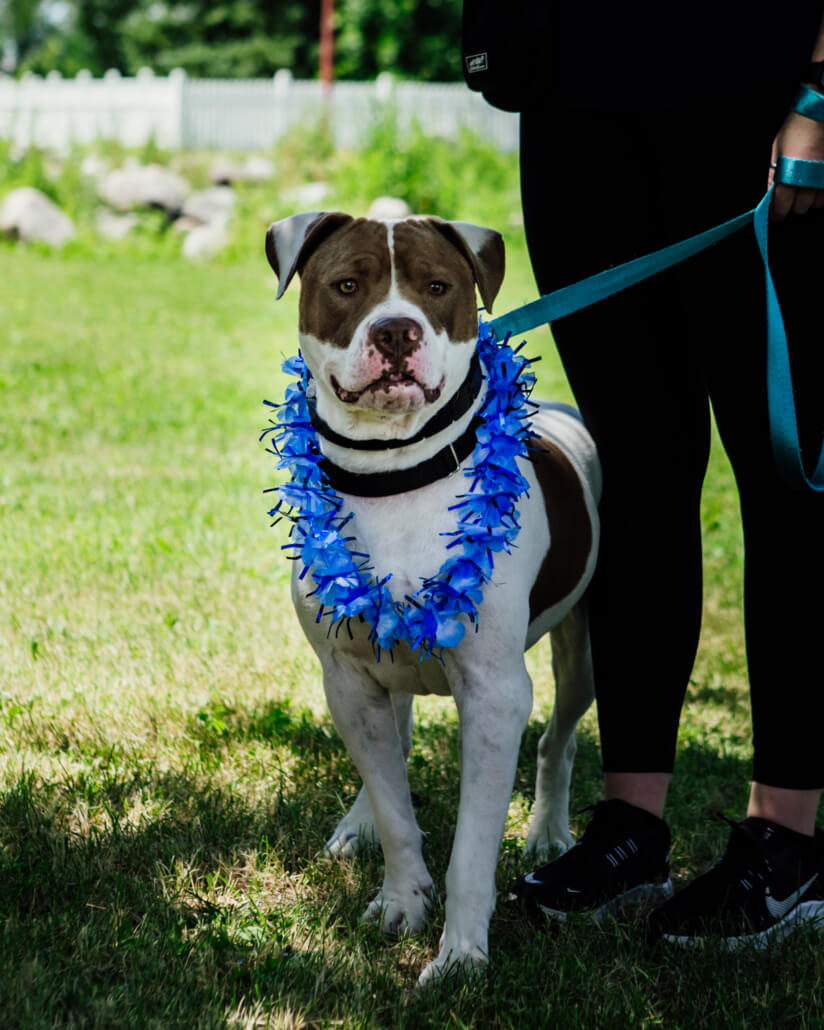 dogs-marry5-824x1030-1