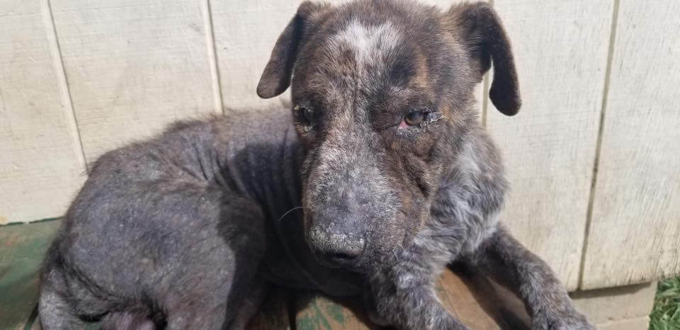 dogs-on-borrowed-time-1