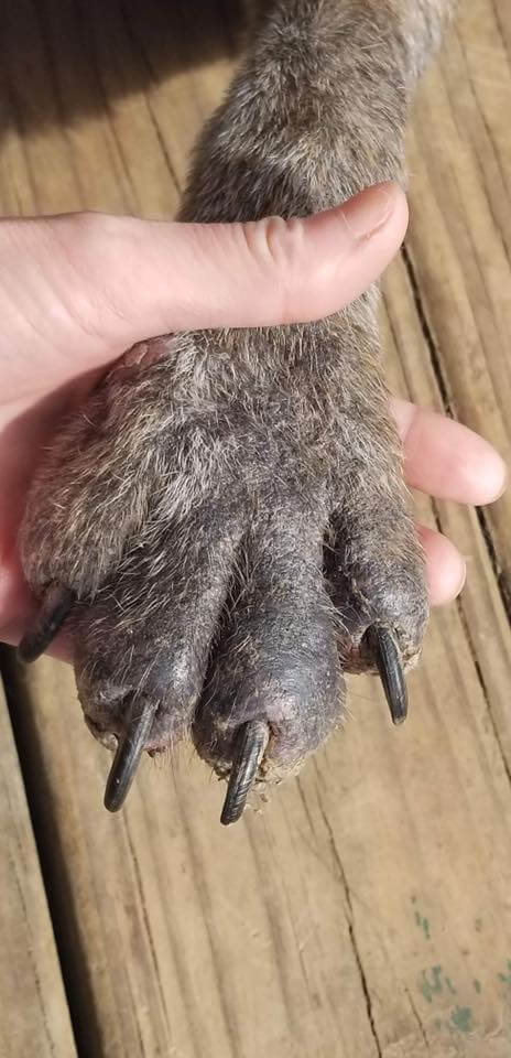 dogs-on-borrowed-time-2