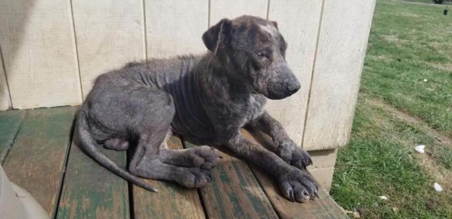 Advocates seek miracle for young Heeler: His eyes show his pain