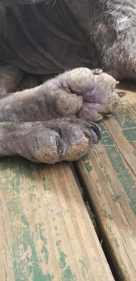 dogs-on-borrowed-time-4