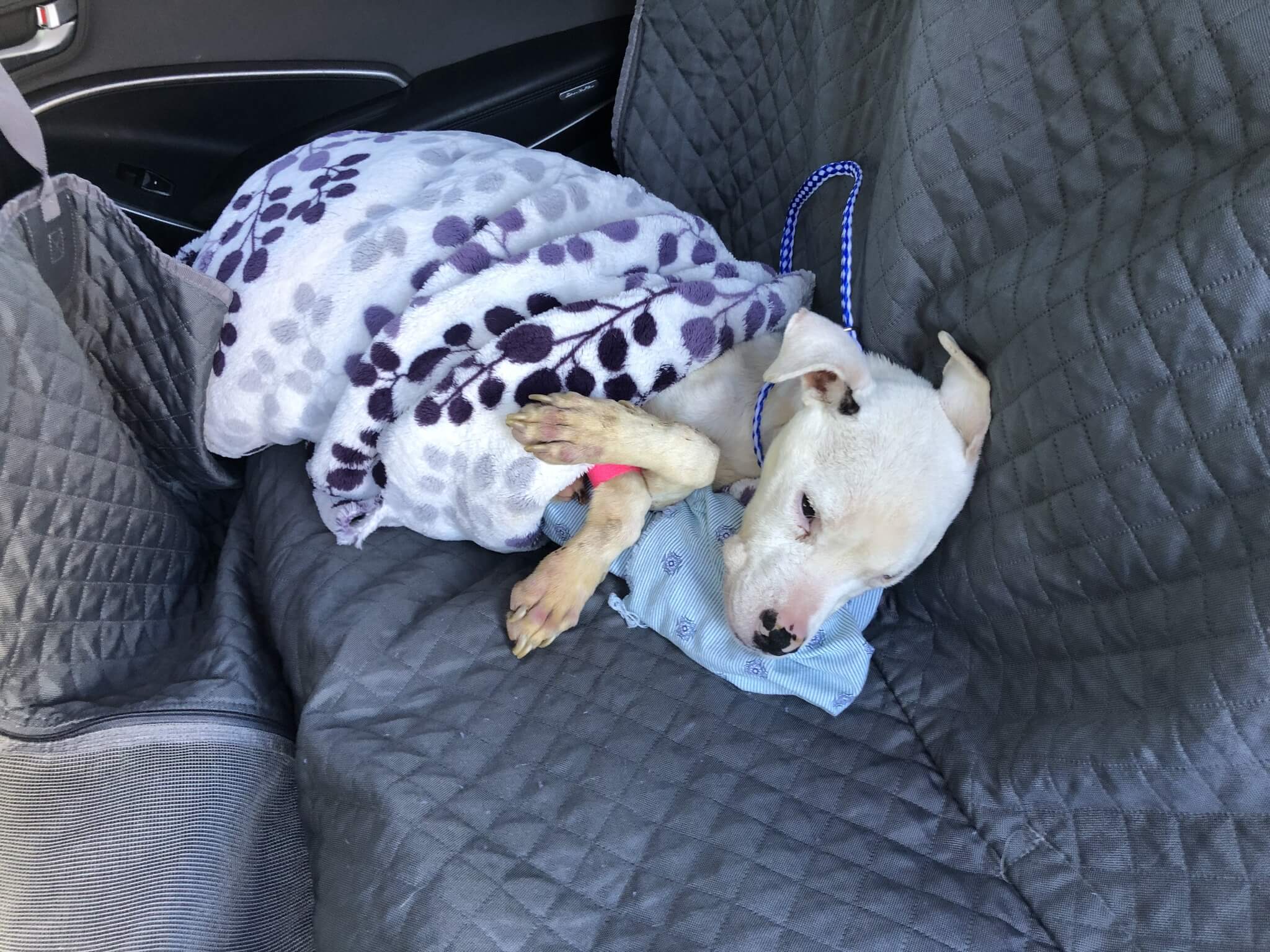 Some awful person let Misty almost starve to death: Now rescue organization hopes she can pull through