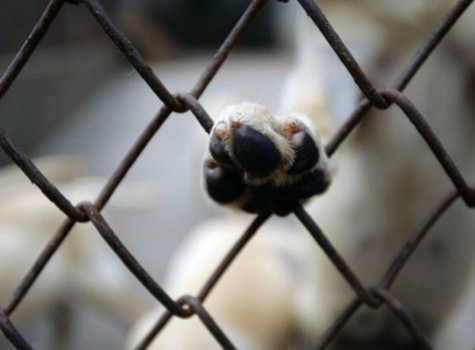 dog's paw