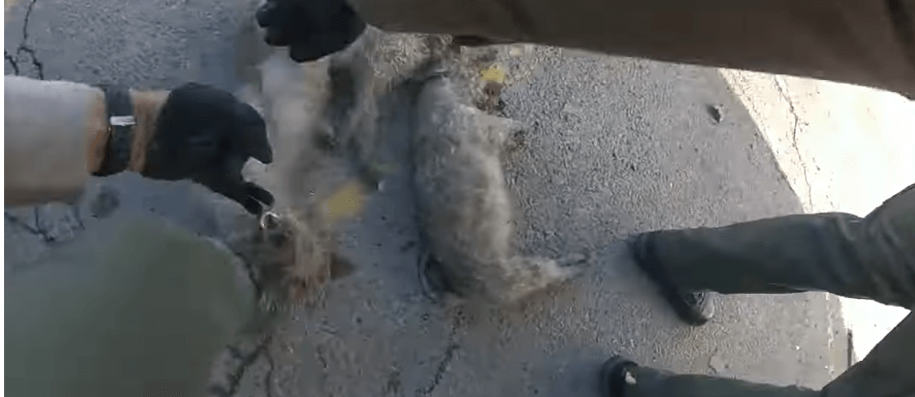 dogs rescued