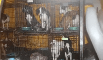 Dogs Rock Rescue