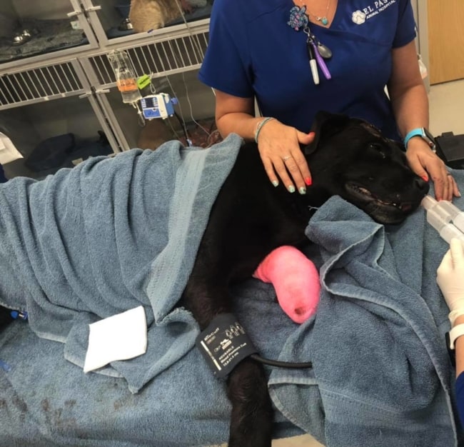 Dogs struck by train 1