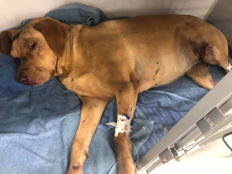 dogs-struck-by-train-4