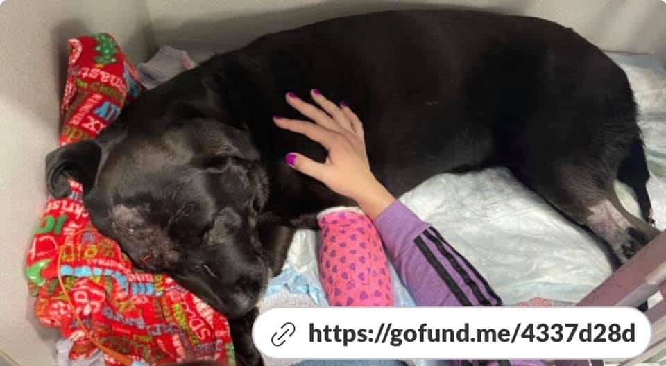 dogs-struck-by-train-5