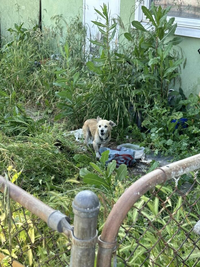 After his owner passed relatives pushed him out into the backyard and forgot he was there