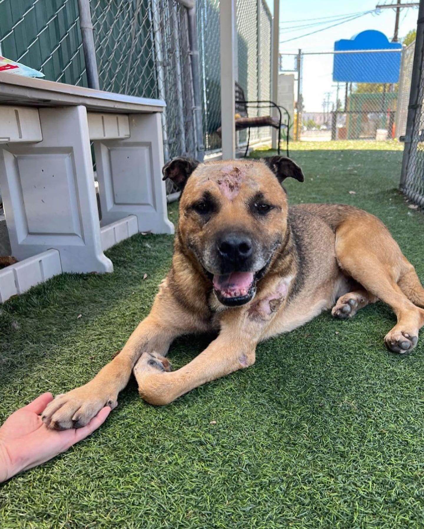 Down and out senior attacked and impaled by fence recovering well and needs our help finding a home