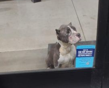 Mother dog with 4 tiny puppies sat in front of Dollar General door hoping for help