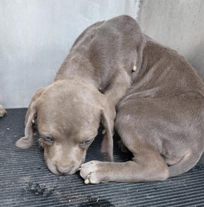 Three month old abandoned puppies need homes to save them from overcrowded Texas shelter