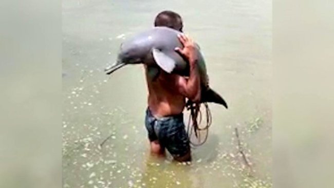 Fisherman in India who caught dolphin in net carries it back out to sea