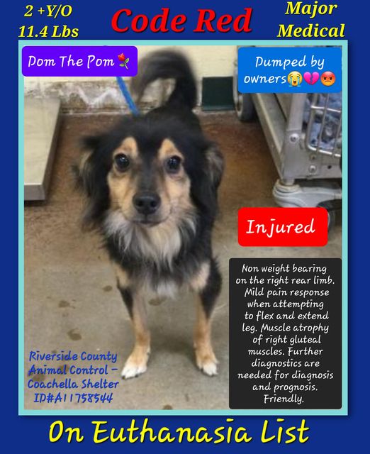 Young Pomeranian dumped by owner as ‘stray’ slated to die at anytime in California shelter